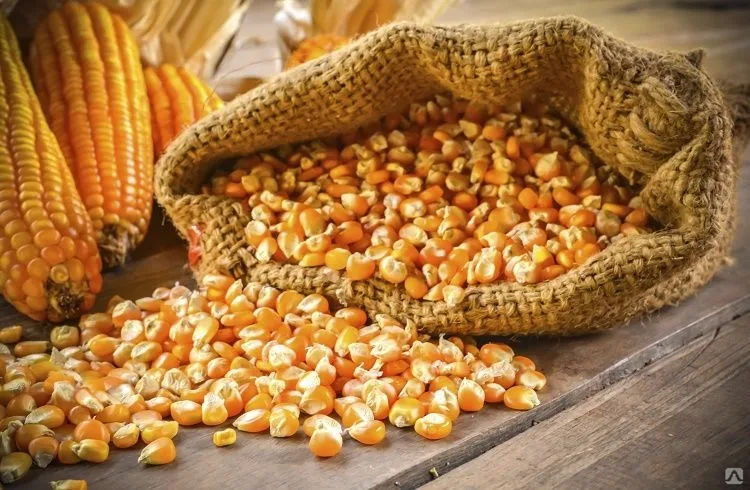 حبوب الذرة الصفراء المجروشة